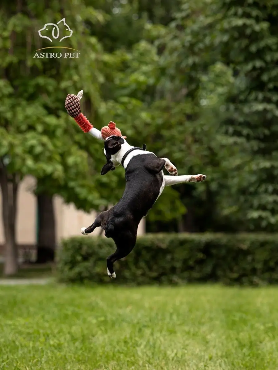 AstroPet Мягкие жевательные игрушки для собак, щенков с пищалкой