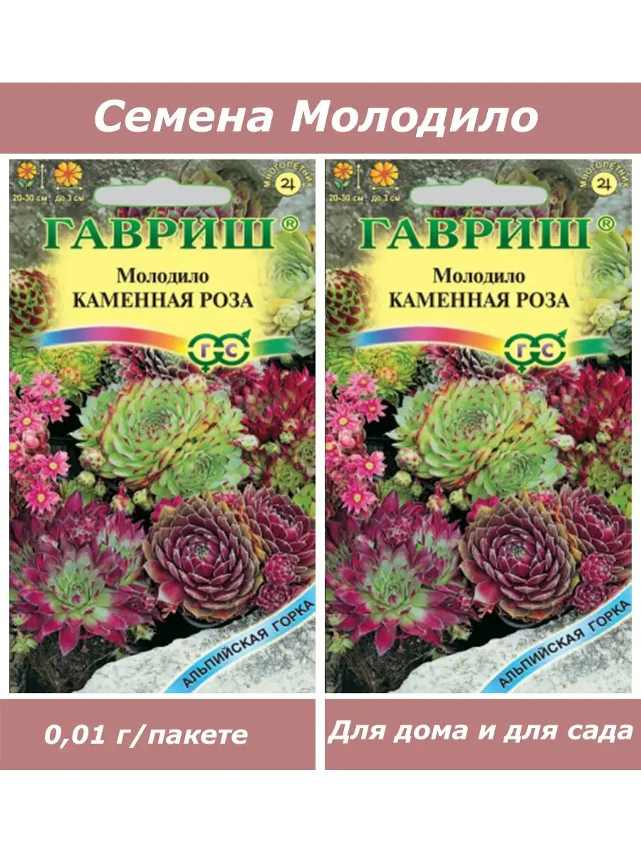 Семена комнатных цветов Молодило (суккуленты) Гавриш купить по цене 349 ₽ в  интернет-магазине Wildberries | 112417308