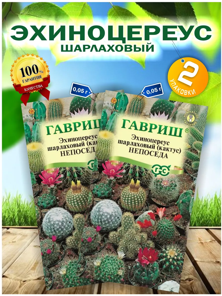 Семена Кактусов комнатных купить по цене 140 ₽ в интернет-магазине  Wildberries | 113544294